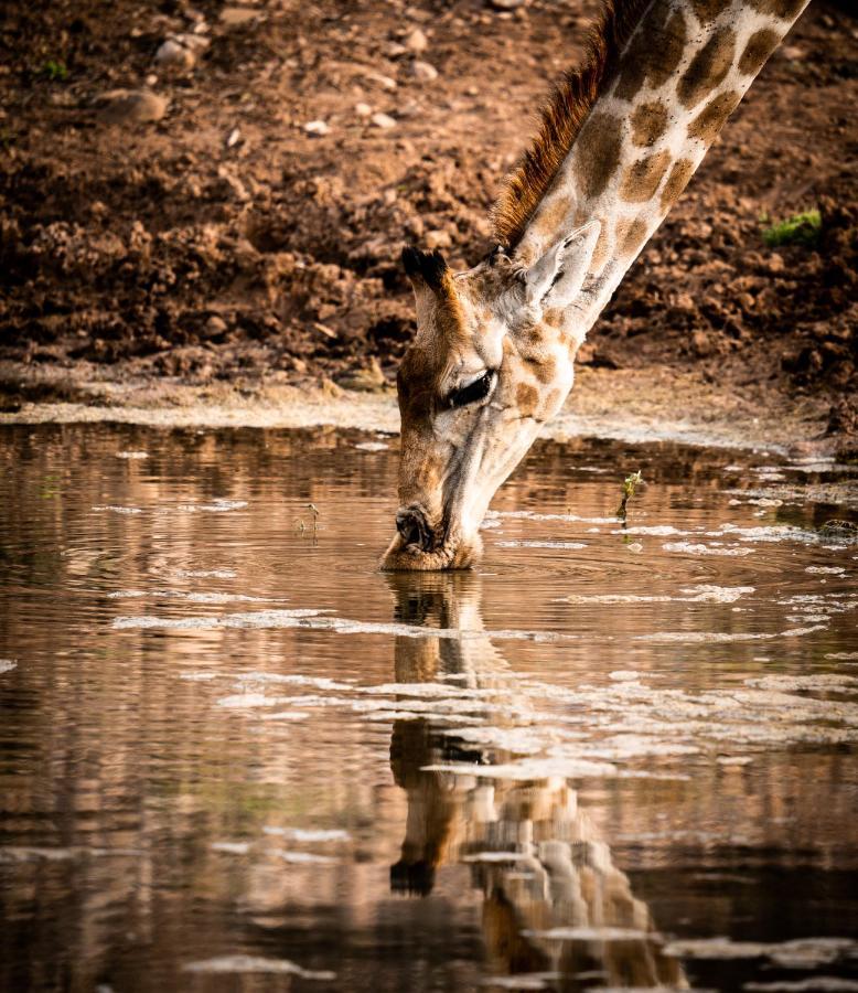 Buffelsdrift Game Lodge Oudtshoorn Eksteriør bilde