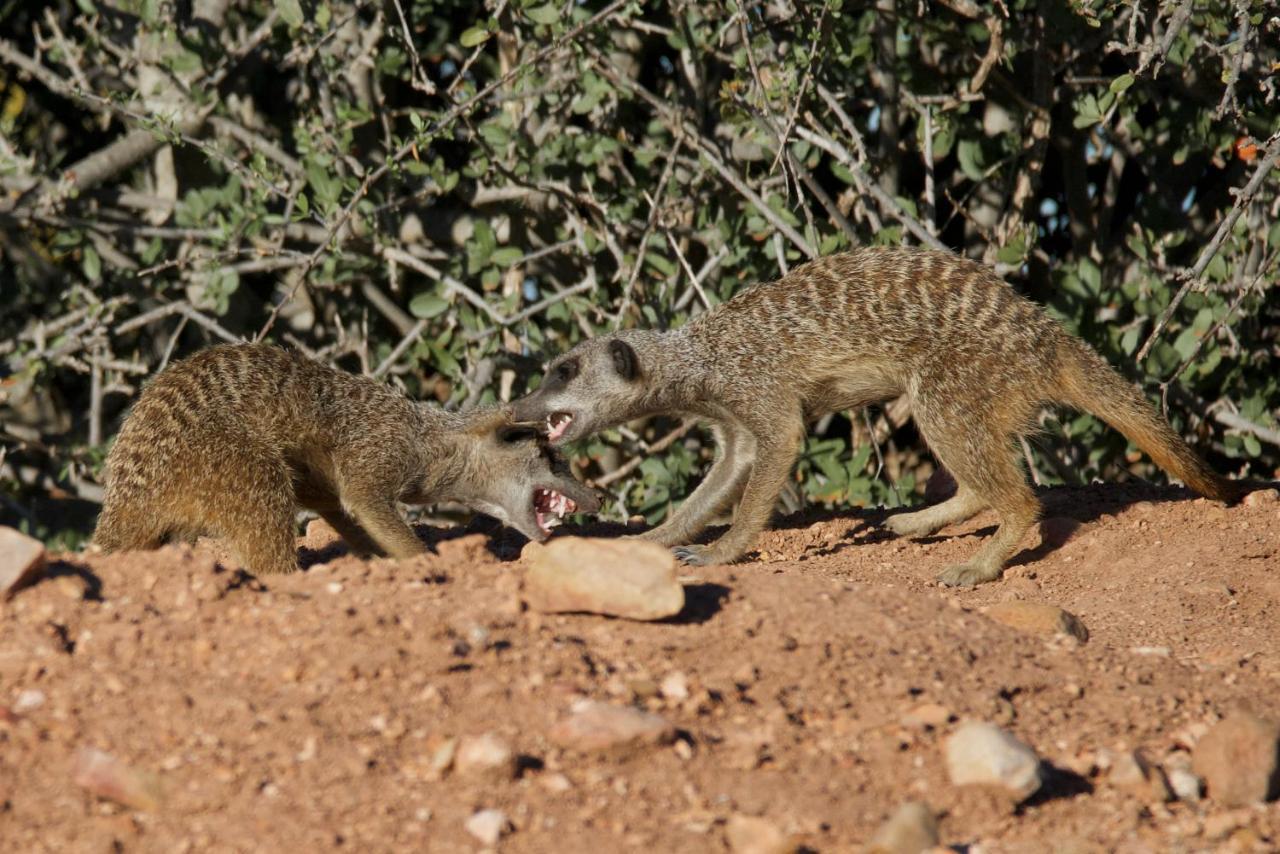 Buffelsdrift Game Lodge Oudtshoorn Eksteriør bilde