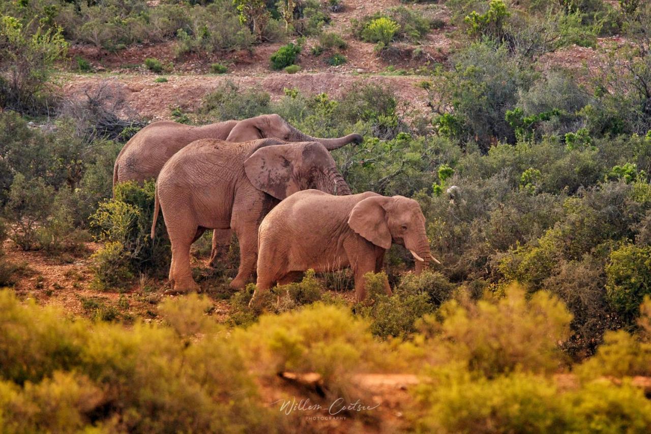 Buffelsdrift Game Lodge Oudtshoorn Eksteriør bilde