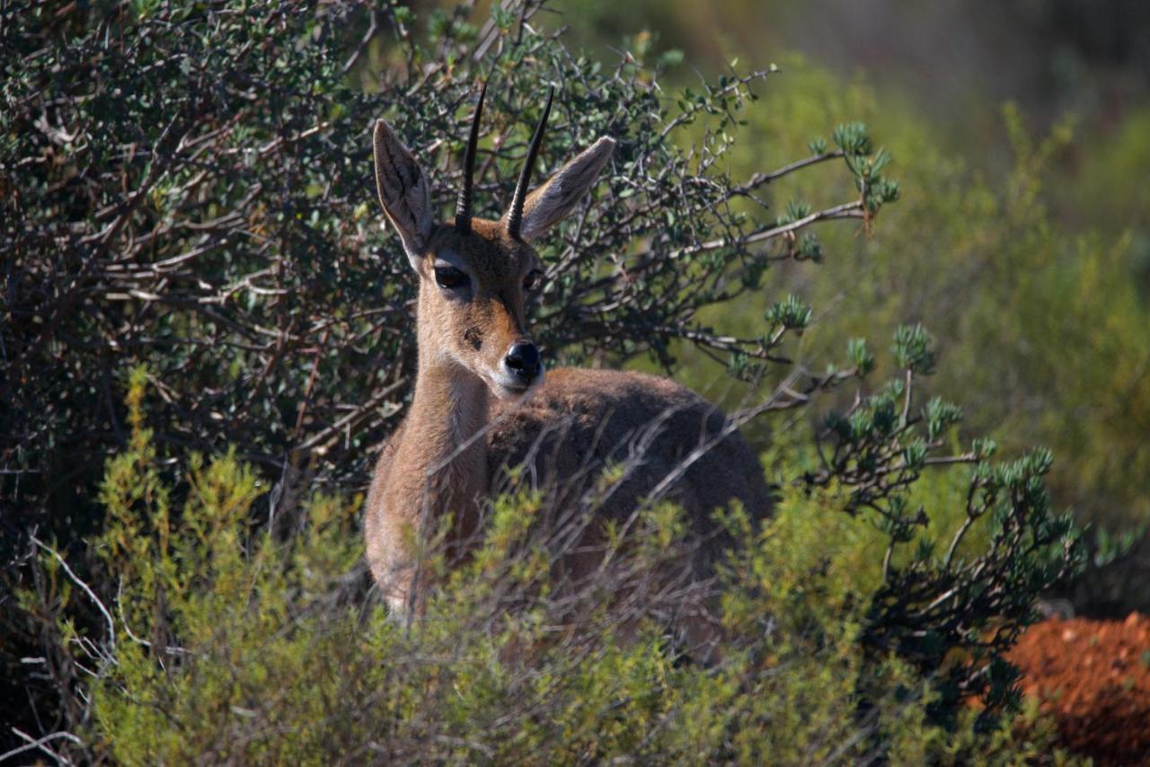 Buffelsdrift Game Lodge Oudtshoorn Eksteriør bilde