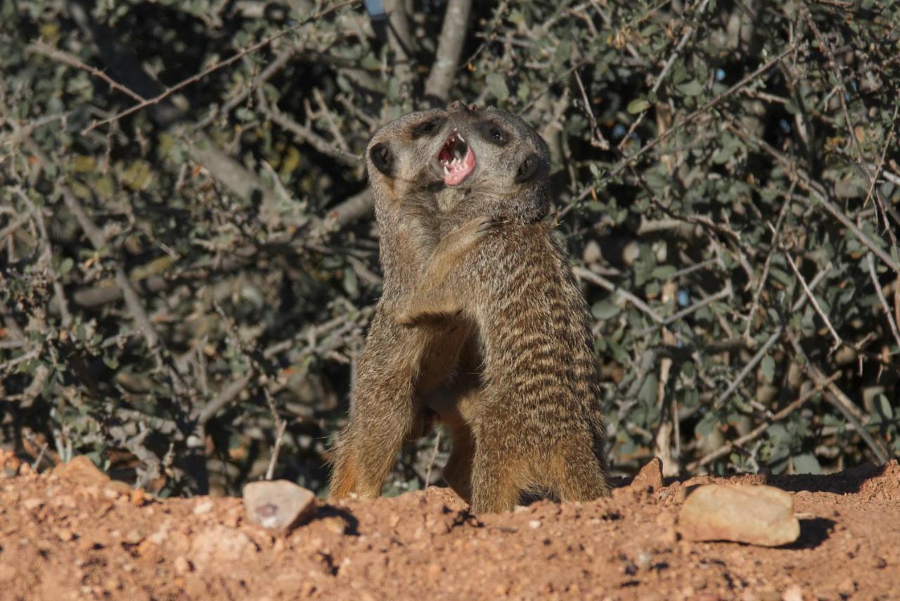 Buffelsdrift Game Lodge Oudtshoorn Eksteriør bilde