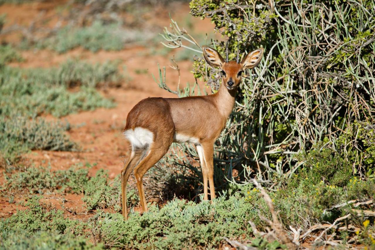 Buffelsdrift Game Lodge Oudtshoorn Eksteriør bilde