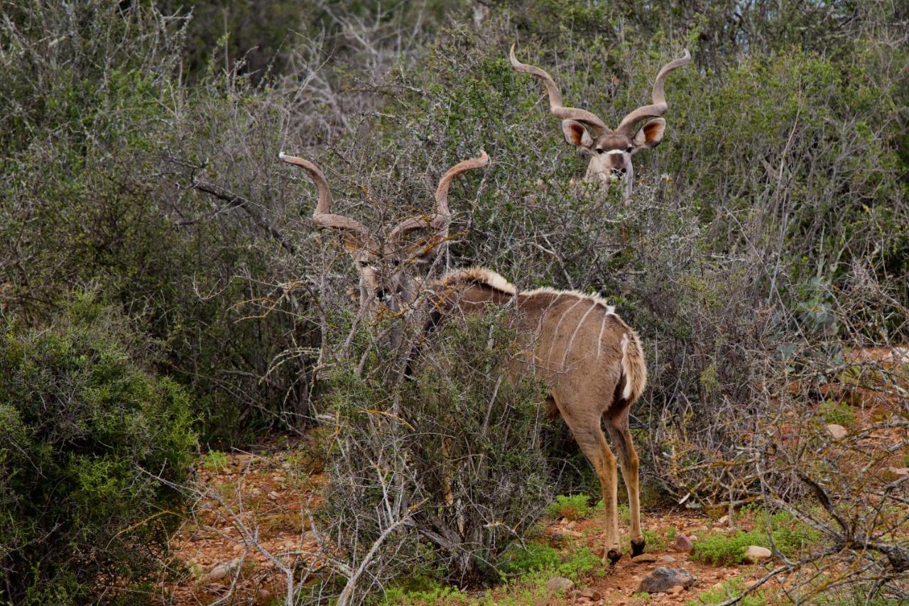 Buffelsdrift Game Lodge Oudtshoorn Eksteriør bilde