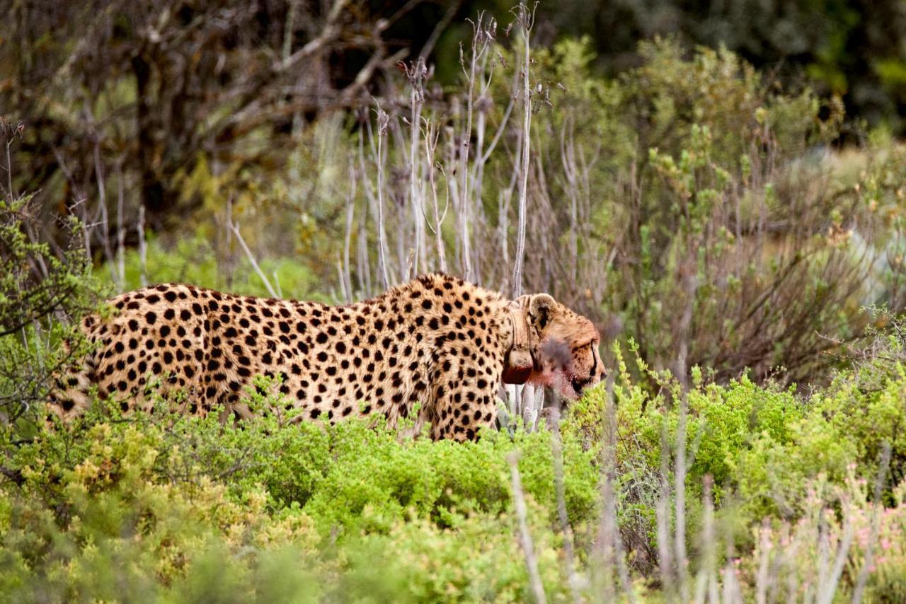 Buffelsdrift Game Lodge Oudtshoorn Eksteriør bilde