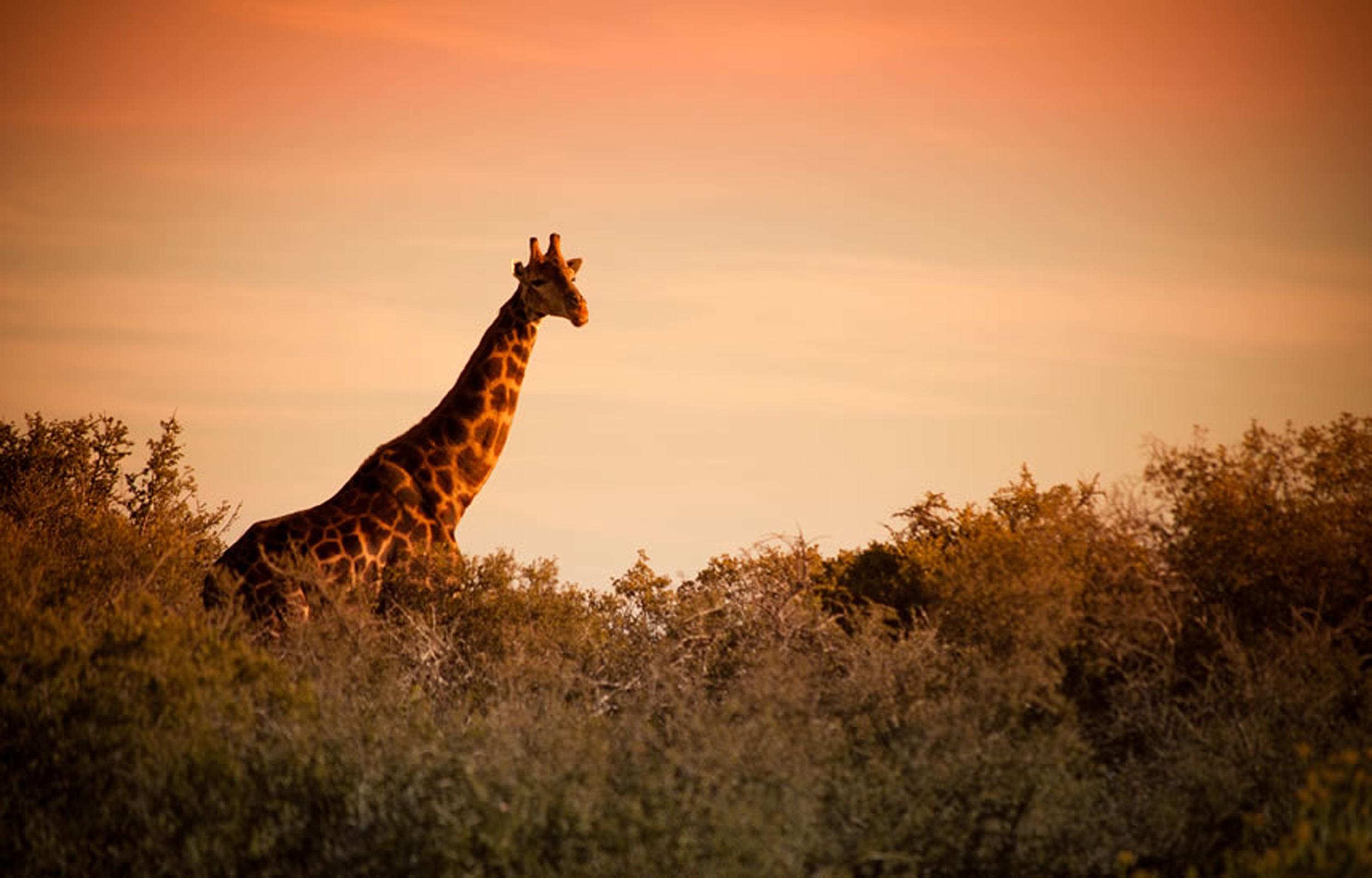 Buffelsdrift Game Lodge Oudtshoorn Eksteriør bilde