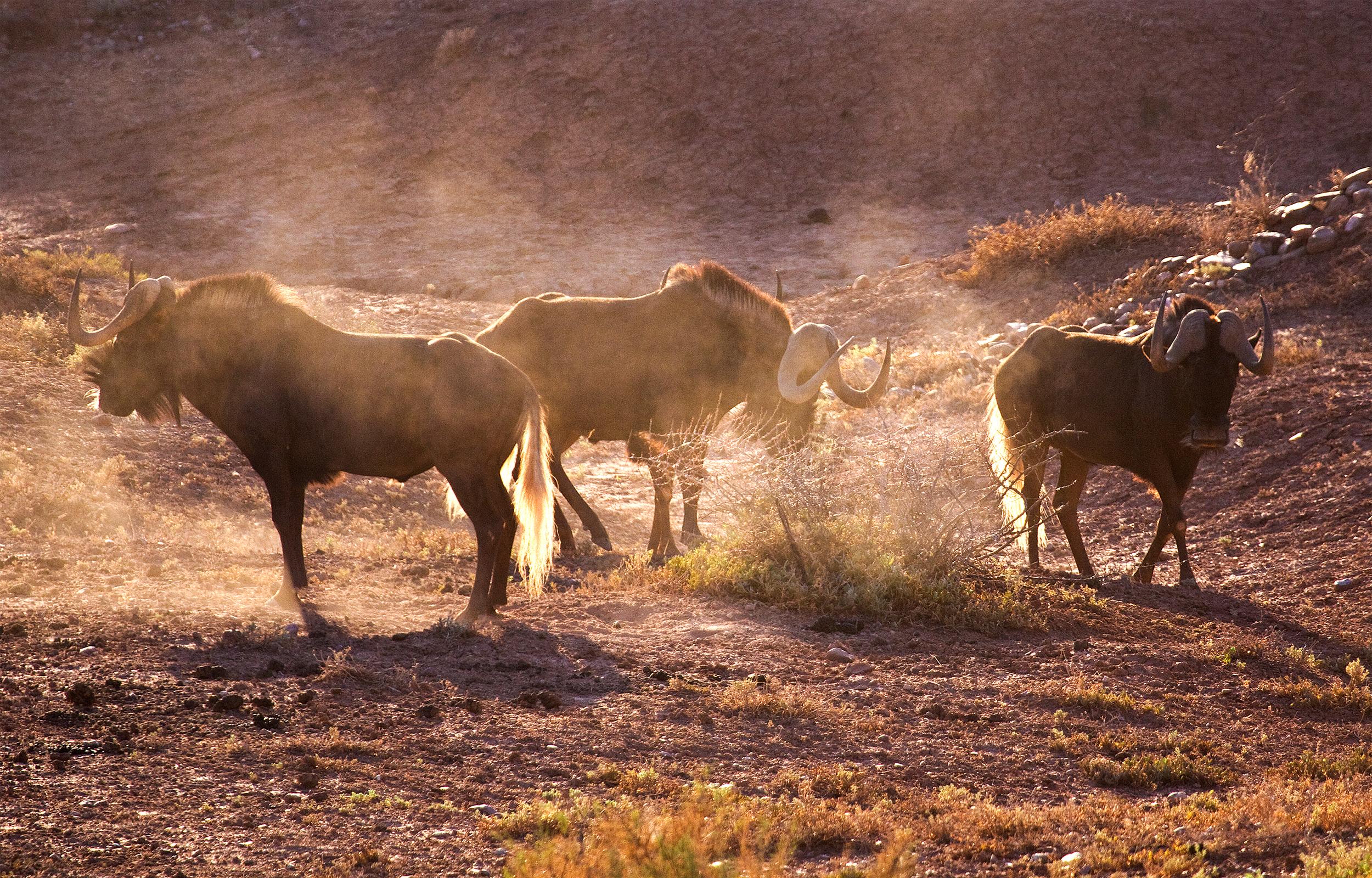 Buffelsdrift Game Lodge Oudtshoorn Eksteriør bilde