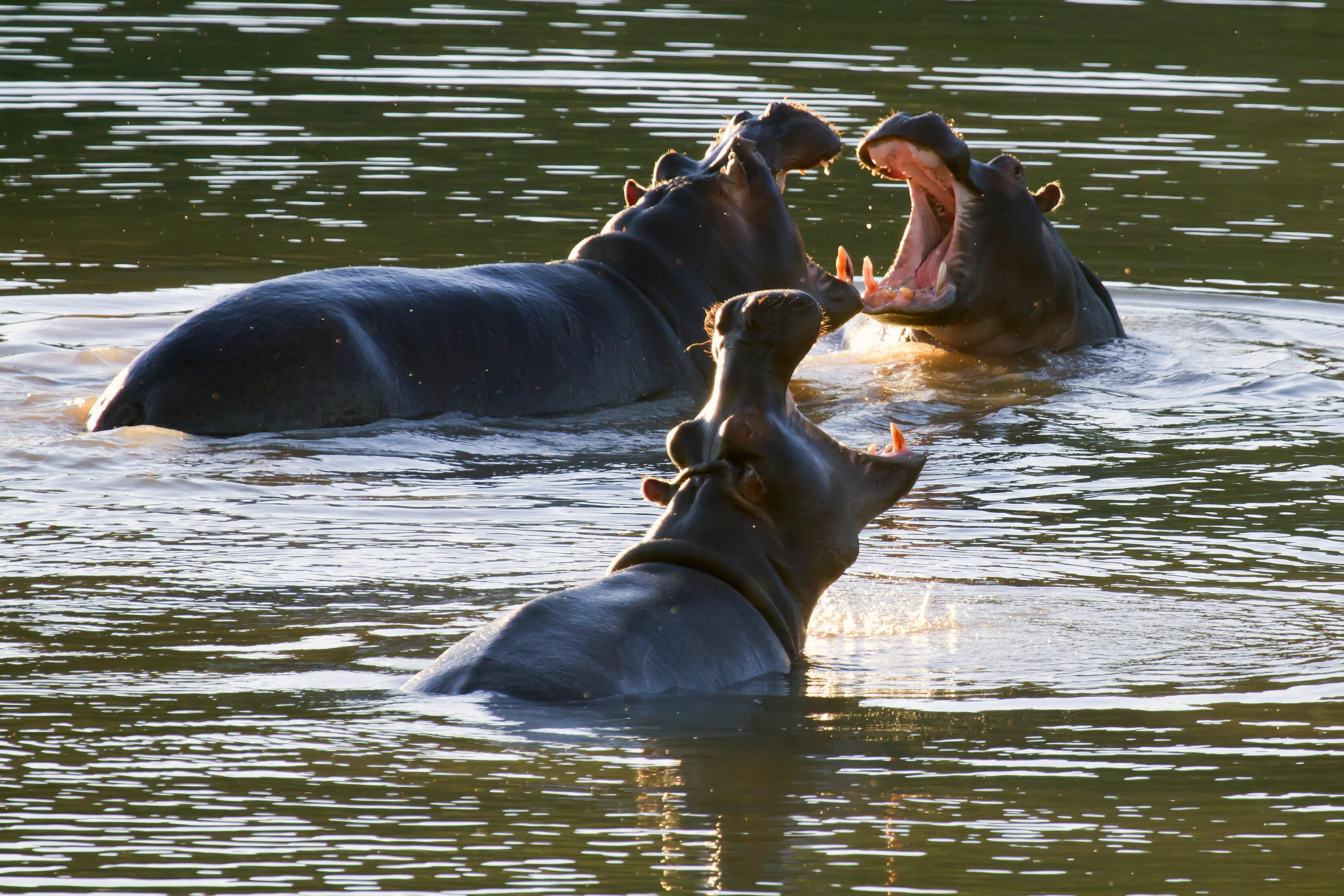 Buffelsdrift Game Lodge Oudtshoorn Eksteriør bilde