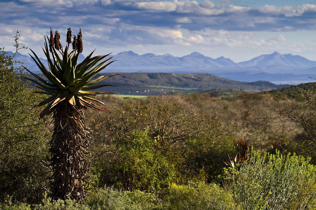 Buffelsdrift Game Lodge Oudtshoorn Eksteriør bilde