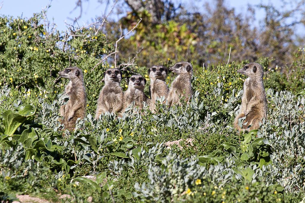 Buffelsdrift Game Lodge Oudtshoorn Eksteriør bilde